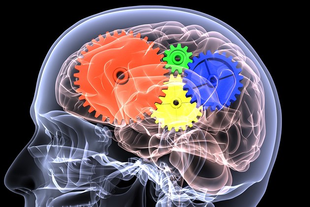 Mládí nemá vždy navrch. Nová studie ukazuje hodnotu mozku po padesátce