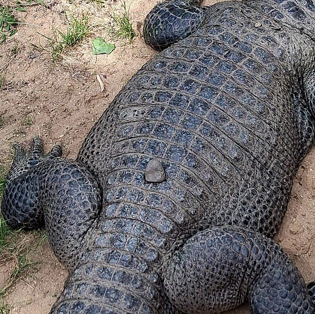 Hni se! Návštěvníkovi zoo vadil nečinný aligátor, házel po něm kameny