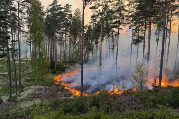 Hasiči se častěji potýkají s lesními požáry, pomoct jim mají průseky